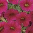 Callie Bright Red