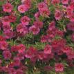 Callie Coral Pink