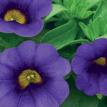 Callie Purple