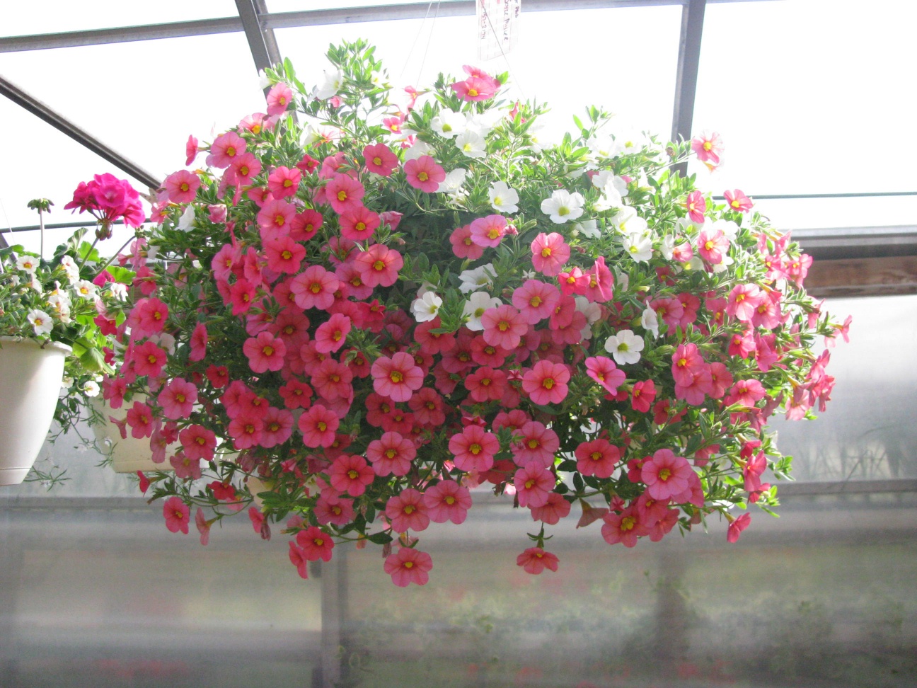 Coral and White Calibrachoa Hanging Basket