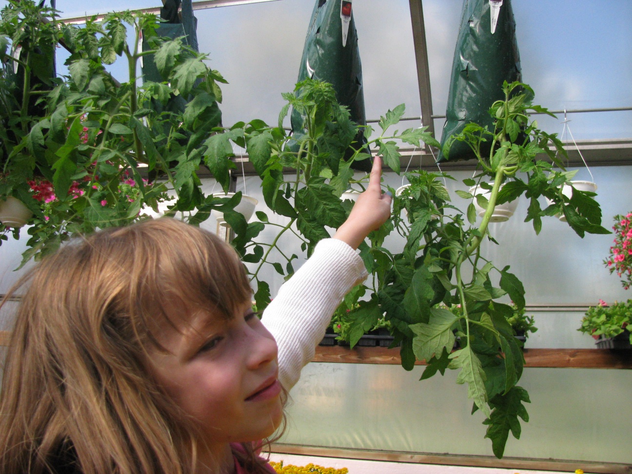 Sharkey's Tomatoes