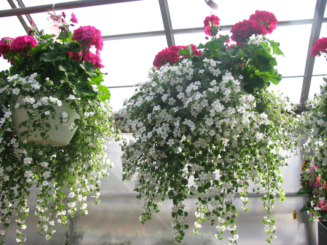 Geranium Baskets