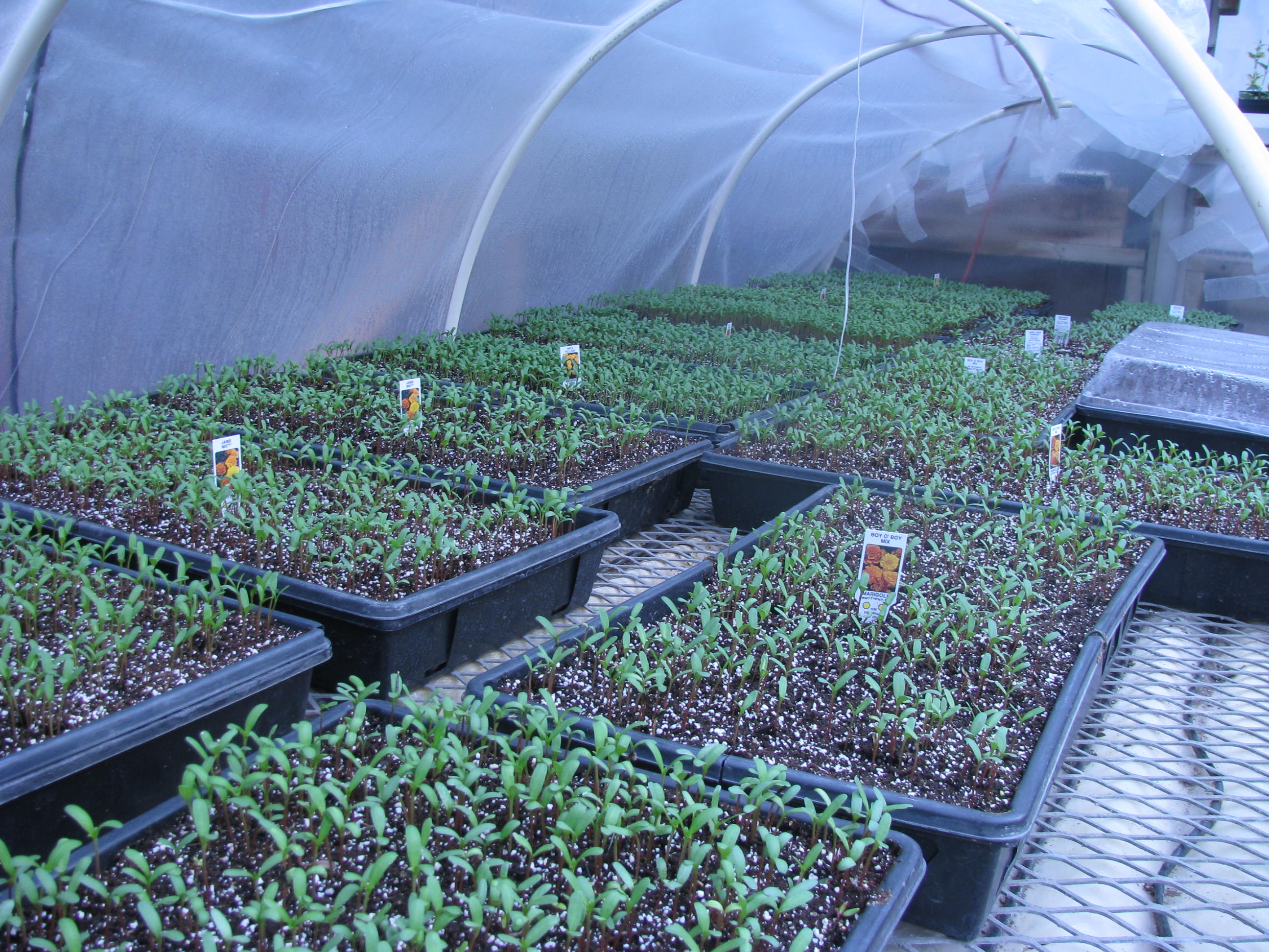 Marigolds at Sharkey's Greenhouses