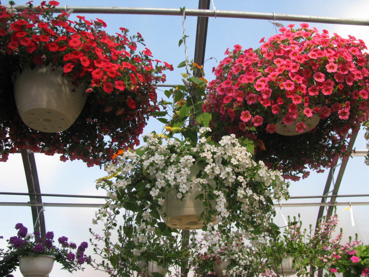Hanging Baskets at Sharkey's