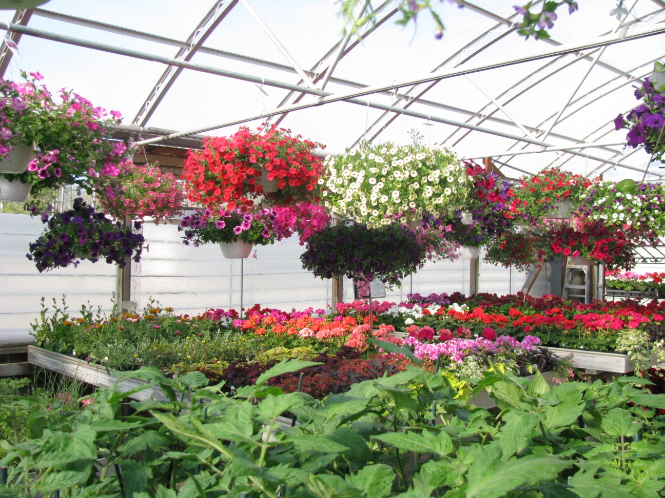 Flowers at Sharkey's Floral in Crivitz, WI