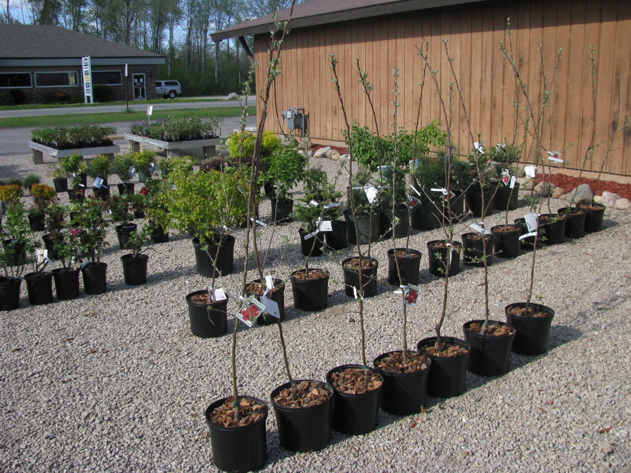 Perennials at Sharkey's