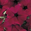 Jamboree Burgundy