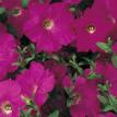 Jamboree Hotpink