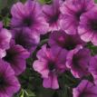 Jamboree Plum Vein