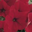 Jamboree Scarlet