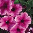 Supertunia Mini Strawberry Pink Veined