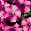 Supertunia Raspberry Blast