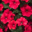 Supertunia Red