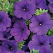 Supertunia Royal Velvet