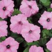 Supertunia Vista Bubblegum