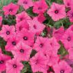 Supertunia Vista Fuscia